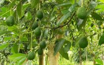 Как вырастить авокадо в саду?