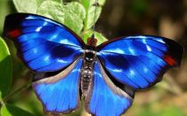 Одна из красивейших в мире бабочек траурница