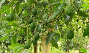 Как вырастить авокадо в саду?