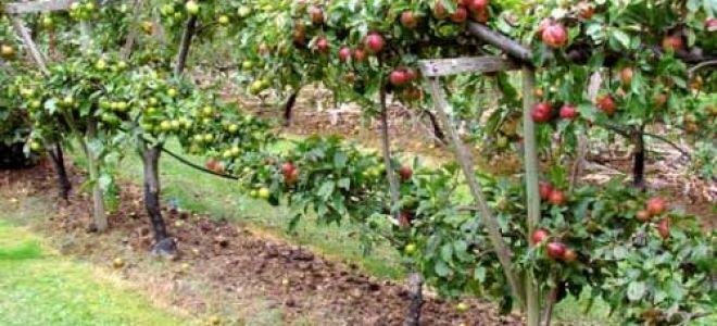 Посадка и разбивка яблоневого сада на приусадебном участке