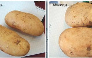 Кипрский картофель в приморье