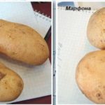 Кипрский картофель в приморье