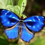 Одна из красивейших в мире бабочек траурница