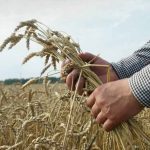 Особенности посева, ухода и выращивания пшеницы